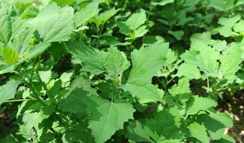 解毒|最常见的一种野菜,可祛湿、解毒、除口臭、有效解决便秘!