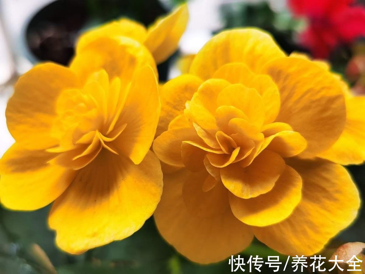 花花|5种“坑人花”，过年买了才知上当，没技术就别养，浪费钱