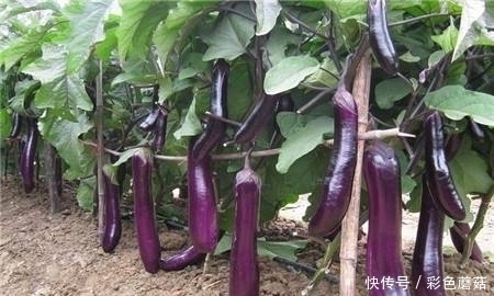 当心|吃完茄子要当心,注意食用禁忌,却有很多人不清楚