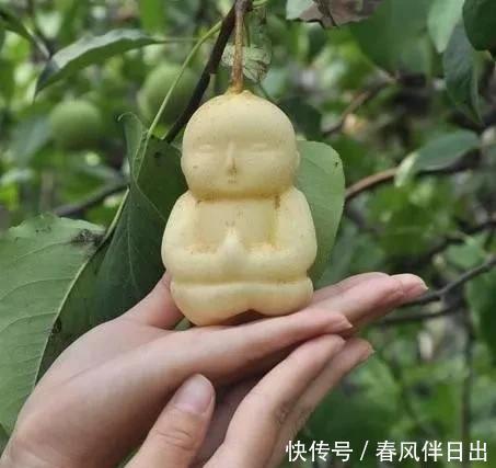 不管有钱没钱，家里养这十种植物，招财镇宅又养人