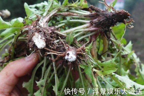 金银花|蒲公英和它“天生一对”,早晚坚持喝,养肝排毒,人也变年轻了