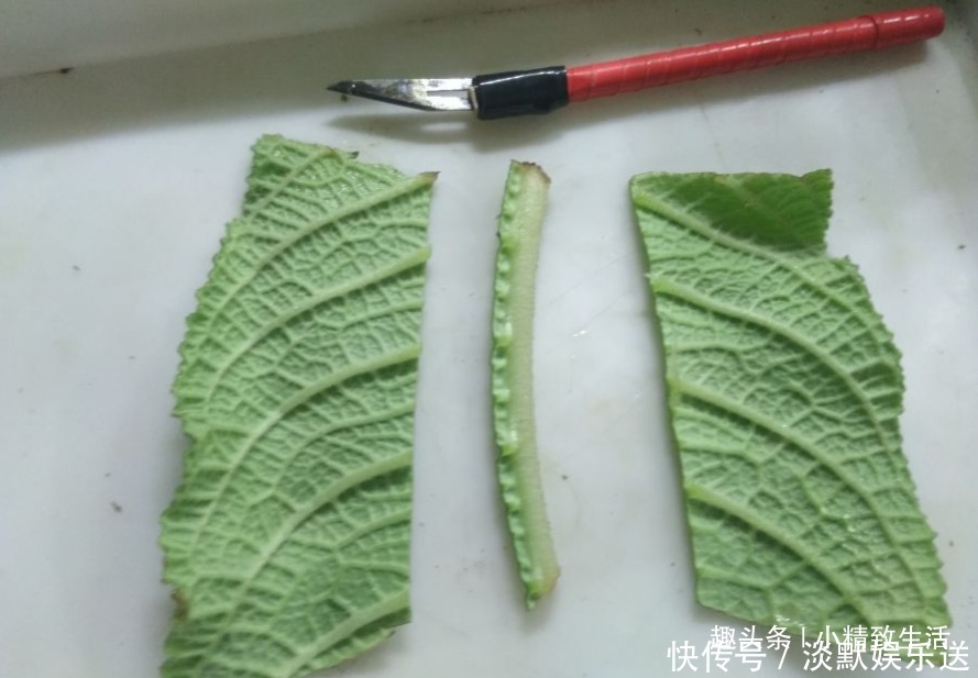 叶子|这种花,摘片叶子划2刀,插土里20天爆小苗,花大形美、颜色艳