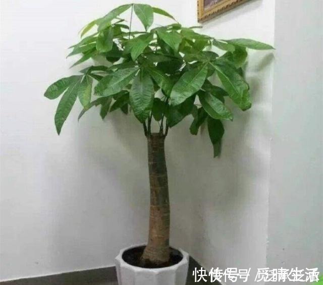 富贵人家养花,专养这5-6种“寓意好”的“树”,您有在养吗!