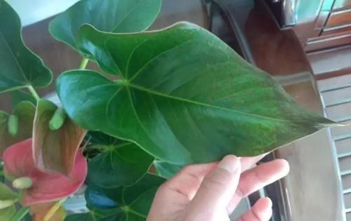 扦插|什么黄豆水、淘米水都不如“这种水”,10天浇一次,叶绿花更旺