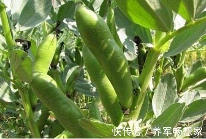 利湿|蚕豆健脾利湿、清毒解热,农民掌握种植要点,收获吃不完的蚕豆