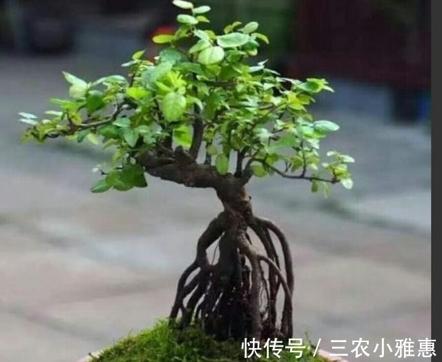 怎样才能制作出小巧玲珑、形态优美的微型盆景