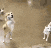 |搞笑GIF:功夫确实不错,只是裤子掉的有些尴尬