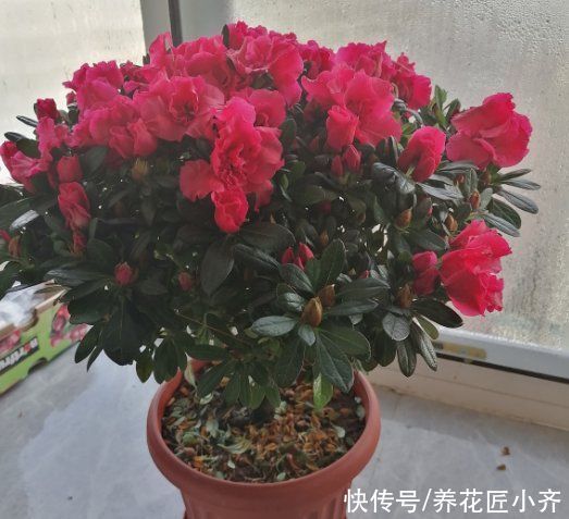落叶|新手买花要“慎重”,这些花不适合你,买了也养不好