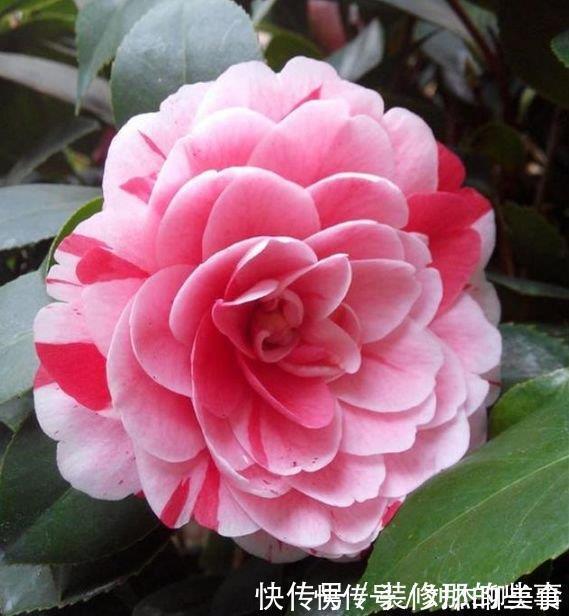 四季海棠|5种花是爆盆“能手”,开起花来“拦”不住,花期长,家中必备!