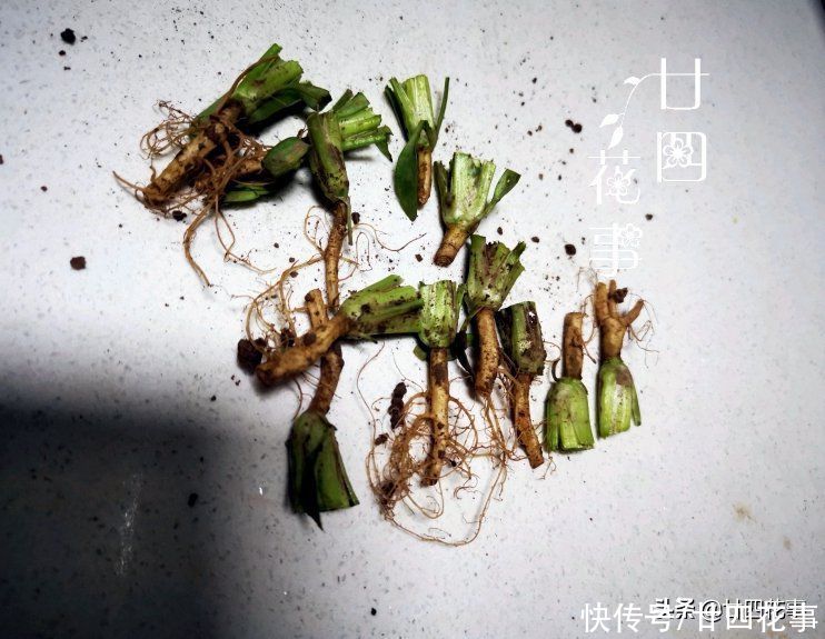 阳台种上4种菜，春节刚好上桌，自给自足，不怕菜涨价