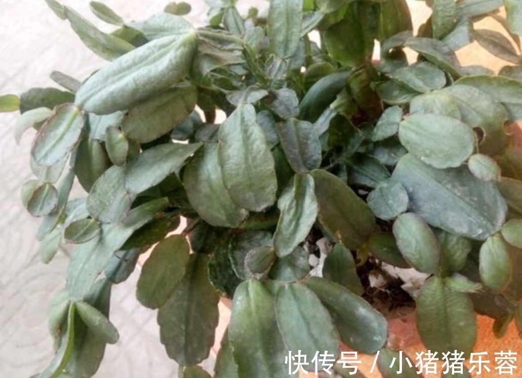 夏天|天热了,5种花已经“休眠”,切记不能频繁浇水
