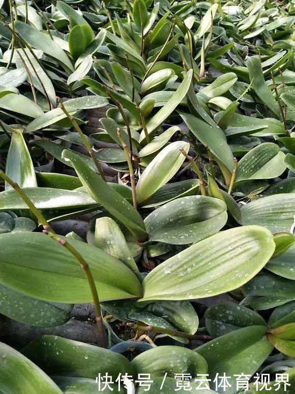 垃圾桶里一堆“贵货”花,丢人也要捡,带回家就开花