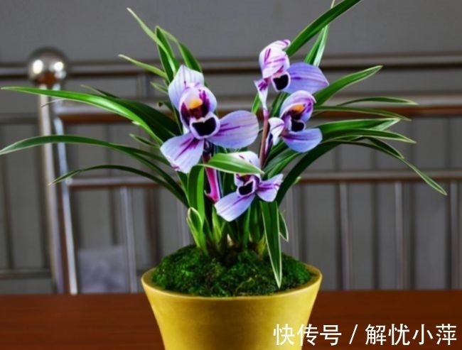 兰香|此兰,犹如“仙境”之花,花开荷瓣,兰香扑鼻,叶带金边,还好养