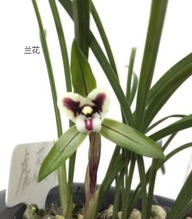 兰花生性娇贵不易种植,这里分享几个兰花用肥技巧,帮您种好兰花
