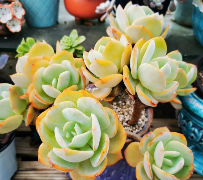 如果不说是白凤,大家能认得出来吗?控养的白凤,完美逆袭