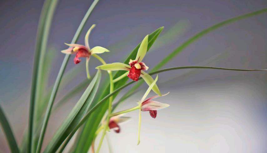 紫红|兰花中好养的品种就属建兰了,那建兰今年的网红产品是哪个?