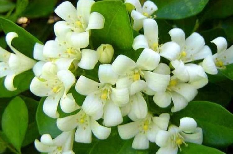 4种花比香水还好闻，花色鲜艳明亮，姿态优美，开花勤还爱爆盆