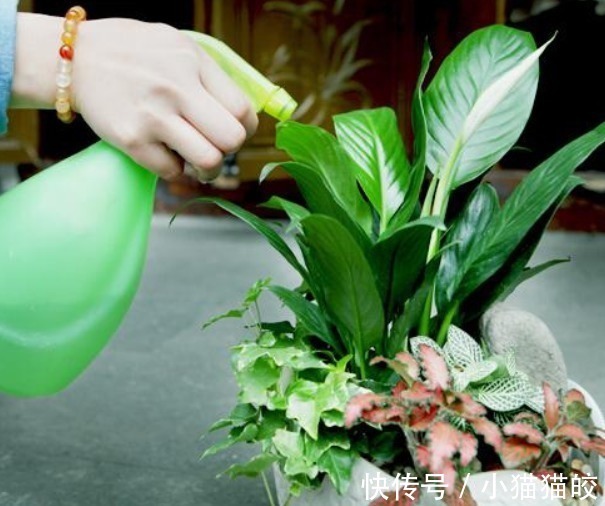 错误做法|3种错误的养花方法,你有没有做过难怪养起花会越养越“糟”