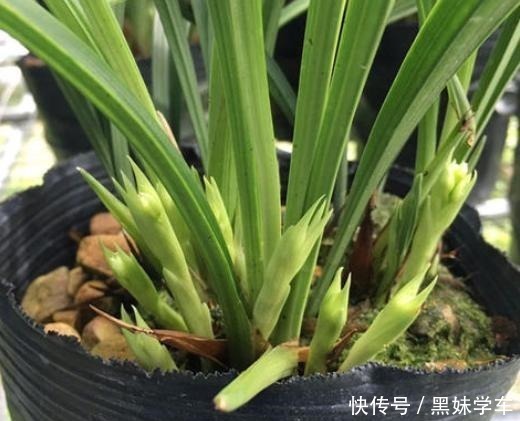 重点|喜欢兰花就养建兰,重点只有2个,越养越上瘾,花朵艳丽满屋飘香!