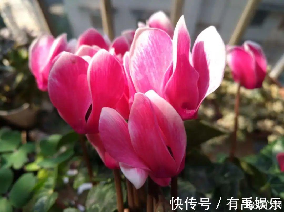 公认难养的20种花，养一盆死一盆，下次还敢买