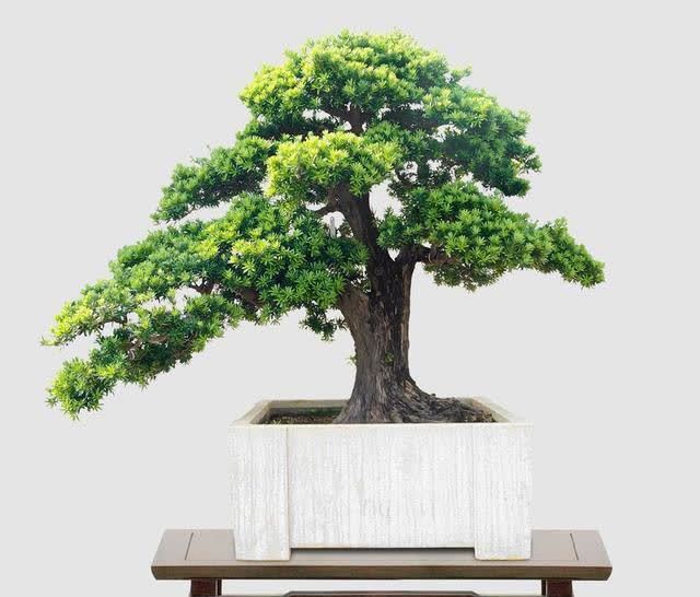 俗语:“客厅有树,十有九富”,不是迷信,为了好兆头也要养一盆