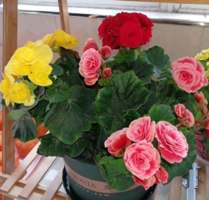 1种花美得倾国倾城,叶美花更美,四季开花不断,随便一养就爆盆