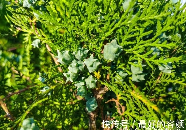 扁柏|旅行识花,它开花像花又似果,墓地陵园最多却少有人见过它