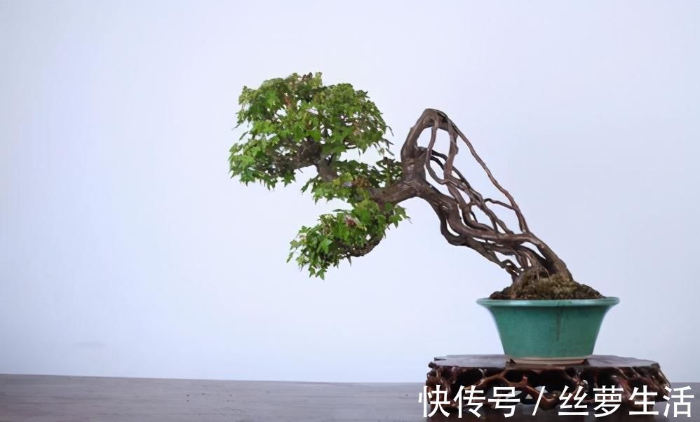 价值|苏派盆景极具名气,这6种盆景做法精妙、极具自然之感,价值高