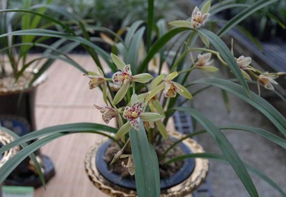 养兰就养“野兰花”,不仅更珍贵,还不需花钱,轻松养出一整盆