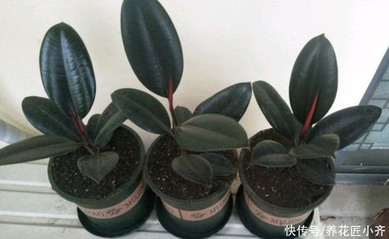 改善|夏天扦插易“黑杆”?原因很简单,通过4点就能改善,新手试一下