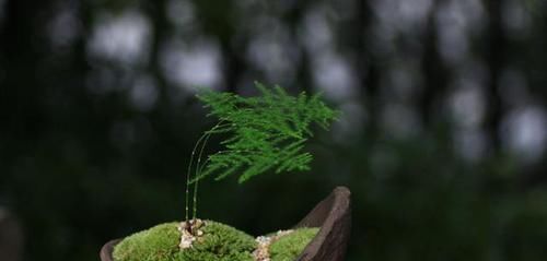  就要|书房就要养上5种花，实用风雅不落俗