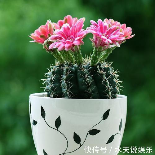 花卉|影响健康的“3种花”,不要养家里,虽然漂亮,但“花旺人不旺”