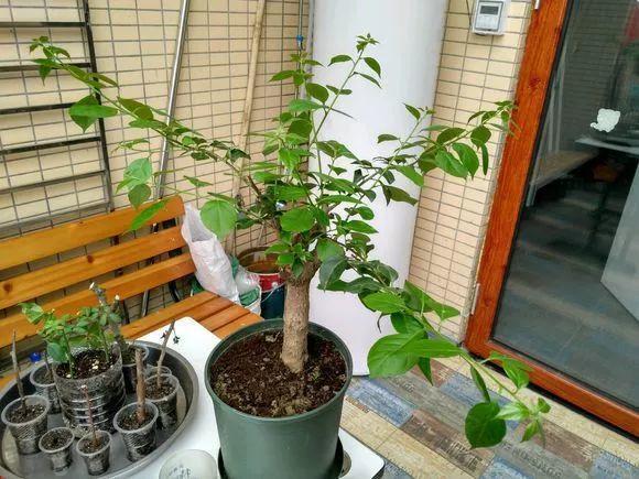 长寿月季花后赶紧剪一刀,剪完就开花,一直剪一直开!