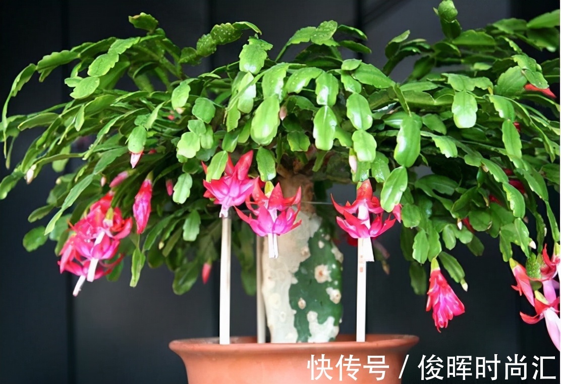 给君子兰、蟹爪兰喝2种“免费饮料”,坚持2个月,就能花开爆盆