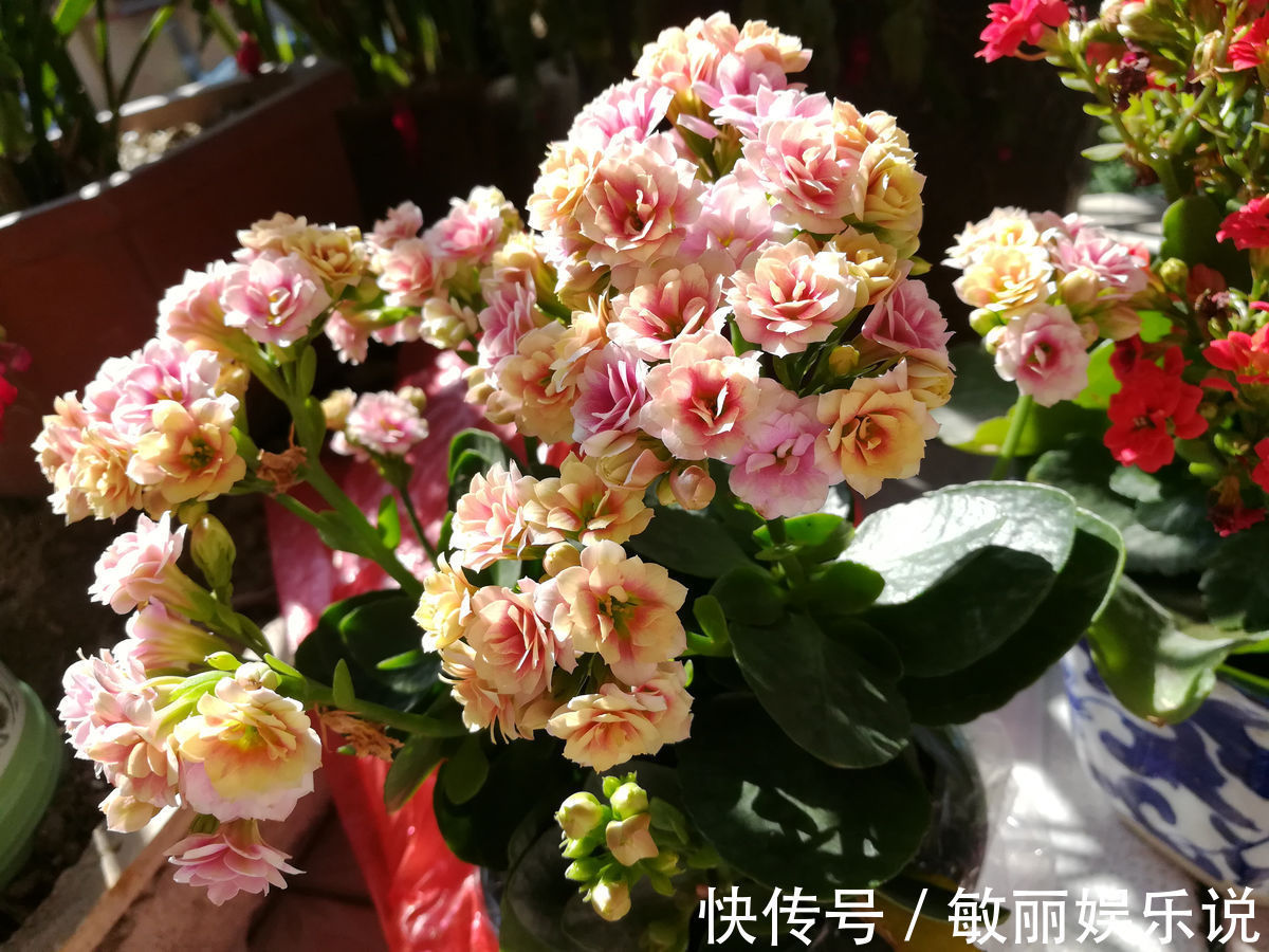 人养花,花亦养人,老祖宗的话不是没道理,室内要养“健康花”
