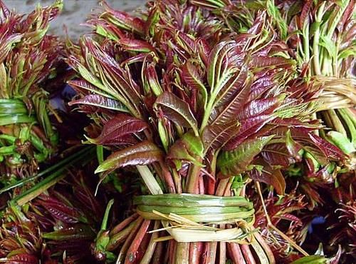 春天吃野菜，春芽最好吃，7种树上的春芽，好吃又营养，你可吃过