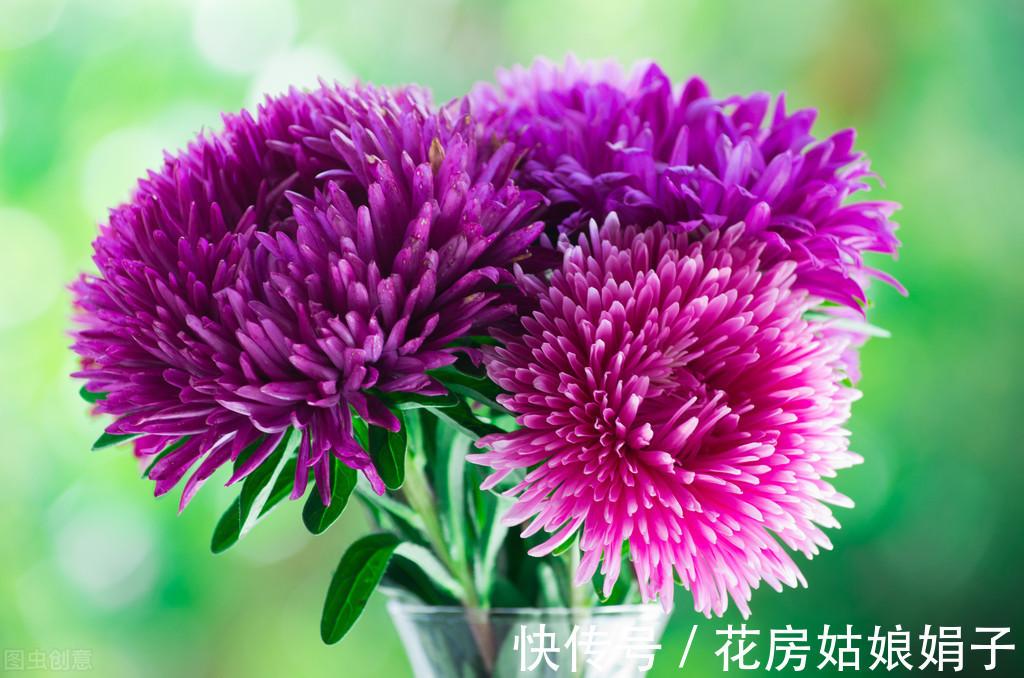 木犀草|在一起会“打架”的花,不是你死我活,就是两败俱伤,需要分开养