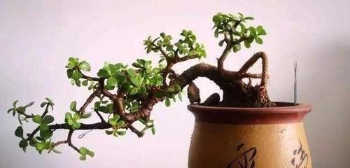 金枝玉叶能往叶片上浇水吗?