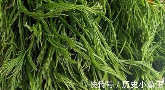 香椿|如果将来只能吃野菜充饥，这6种野菜只能选一种，你会选啥？