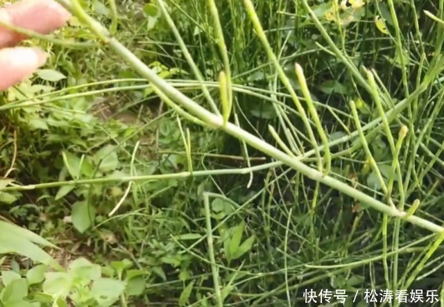 野花野草|农村一种“光棍”野草,无花无叶只有杆,但煎水喝眼睛越来越明亮