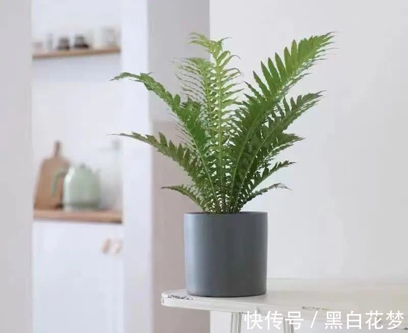 风水|五种小盆栽，耐阴又好养，办公室养几盆，增财运，旺事业