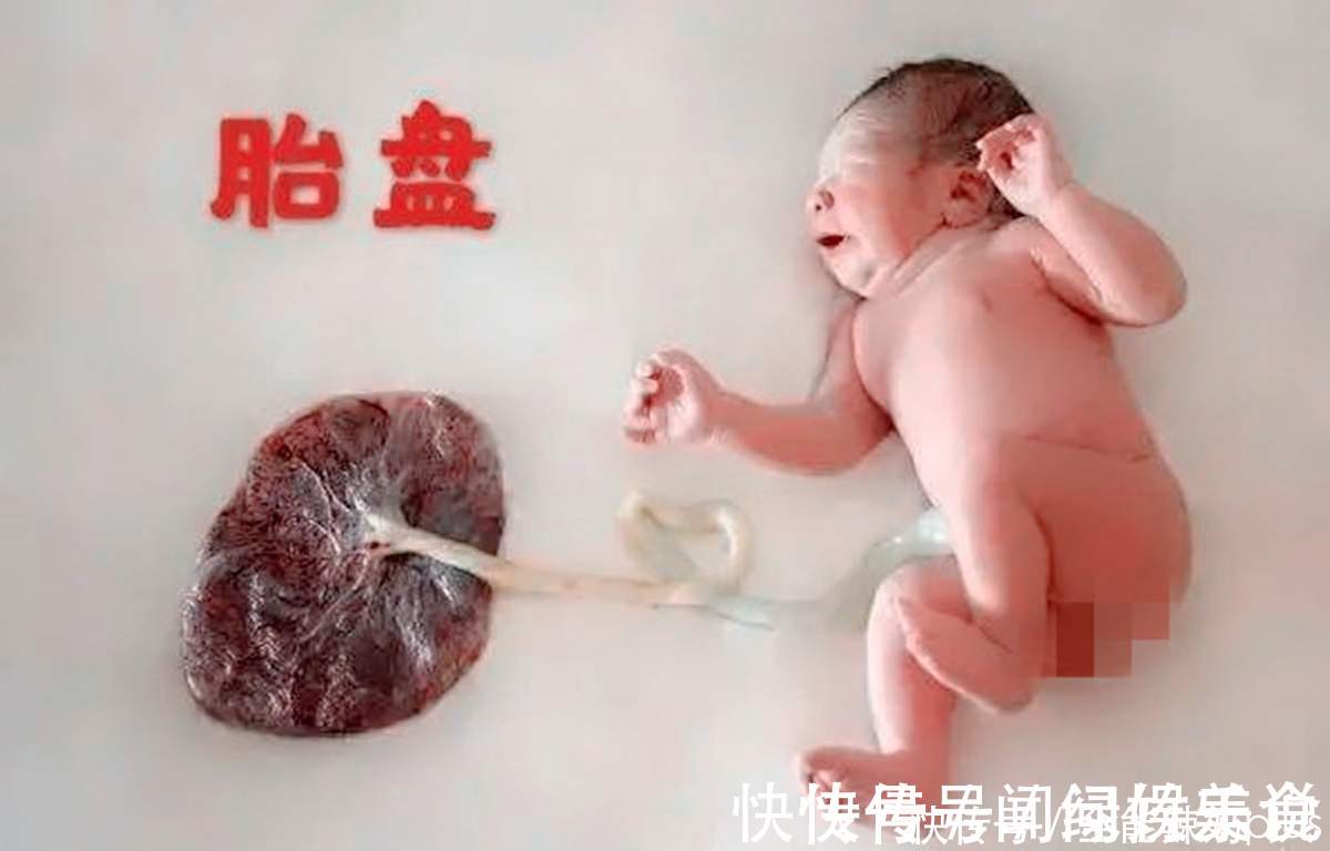 母体|生完宝宝后,你的胎盘“埋了”还是“吃掉”?做法不同结果大不同