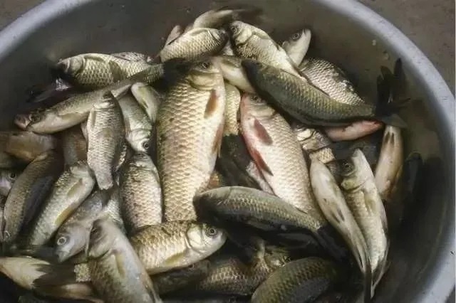 冬钓鲫鱼“三铁律”,一项不遵守,3天都钓不到一条鱼!