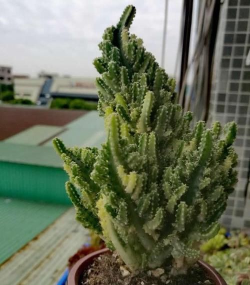 你的“万重山”个头小?看看大神们养得,个个要窜天去