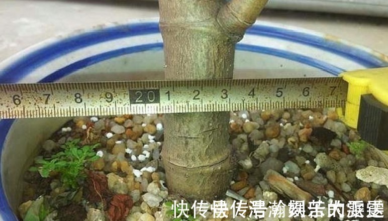 买盆景太贵此2种花插一根枝就能活，1年成老桩，越养越“值钱”