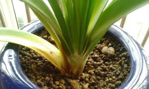 光照|君子兰叶子发黄的8大原因及处理方法