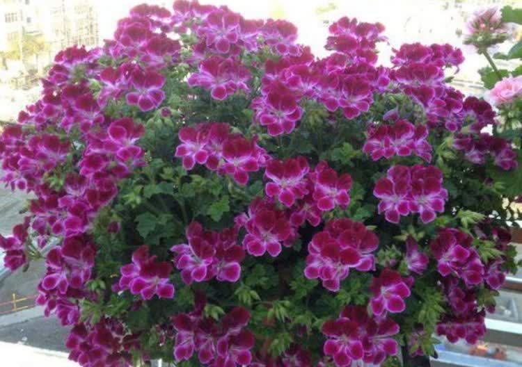 4种花好养又漂亮,随便一养成花海,鲜艳无比,开成百花园