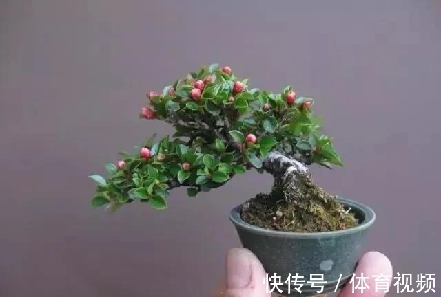 黄杨|微型盆景越来越受欢迎,这里是它们的“集中营”,都是你想知道的