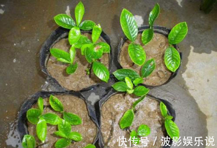 基部|扦插“4种花”趁现在,错过又是大半年,剪根枝条,15天就生根