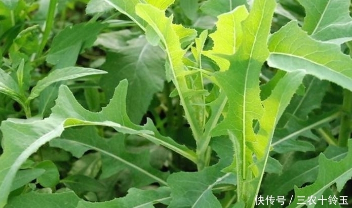 不起眼农村野菜有抗菌，降血压，降胆固醇，抗肿瘤，保肝作用